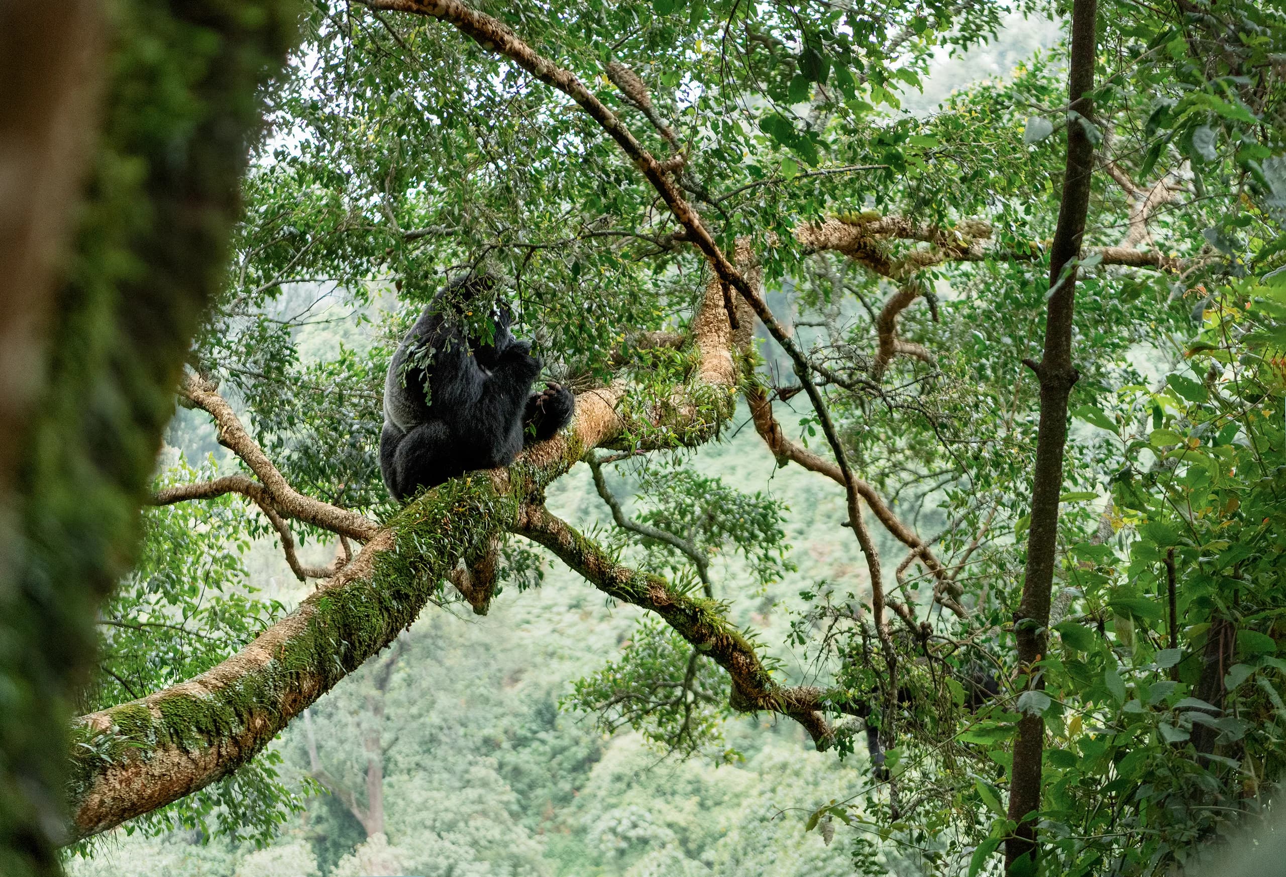 A silverback mountain gorilla in the rainforest of Bwindi Impenetrable National Park