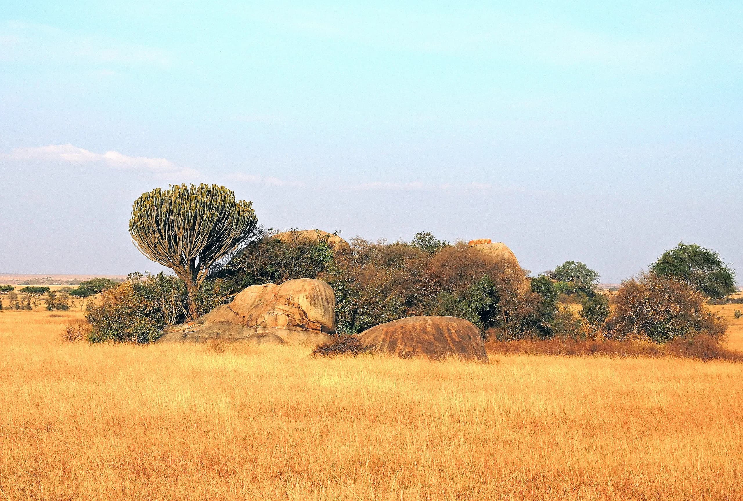 A granite kopje rising from the Serengeti grassland