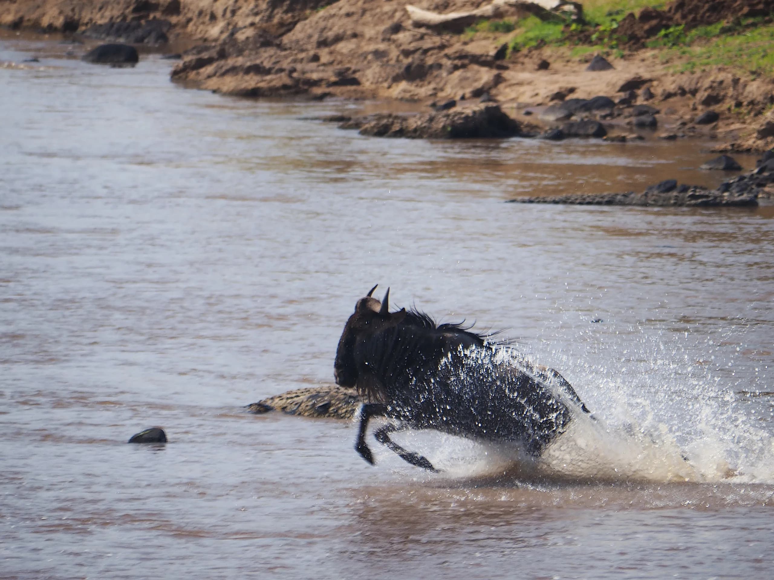A herd crossing the Mara river