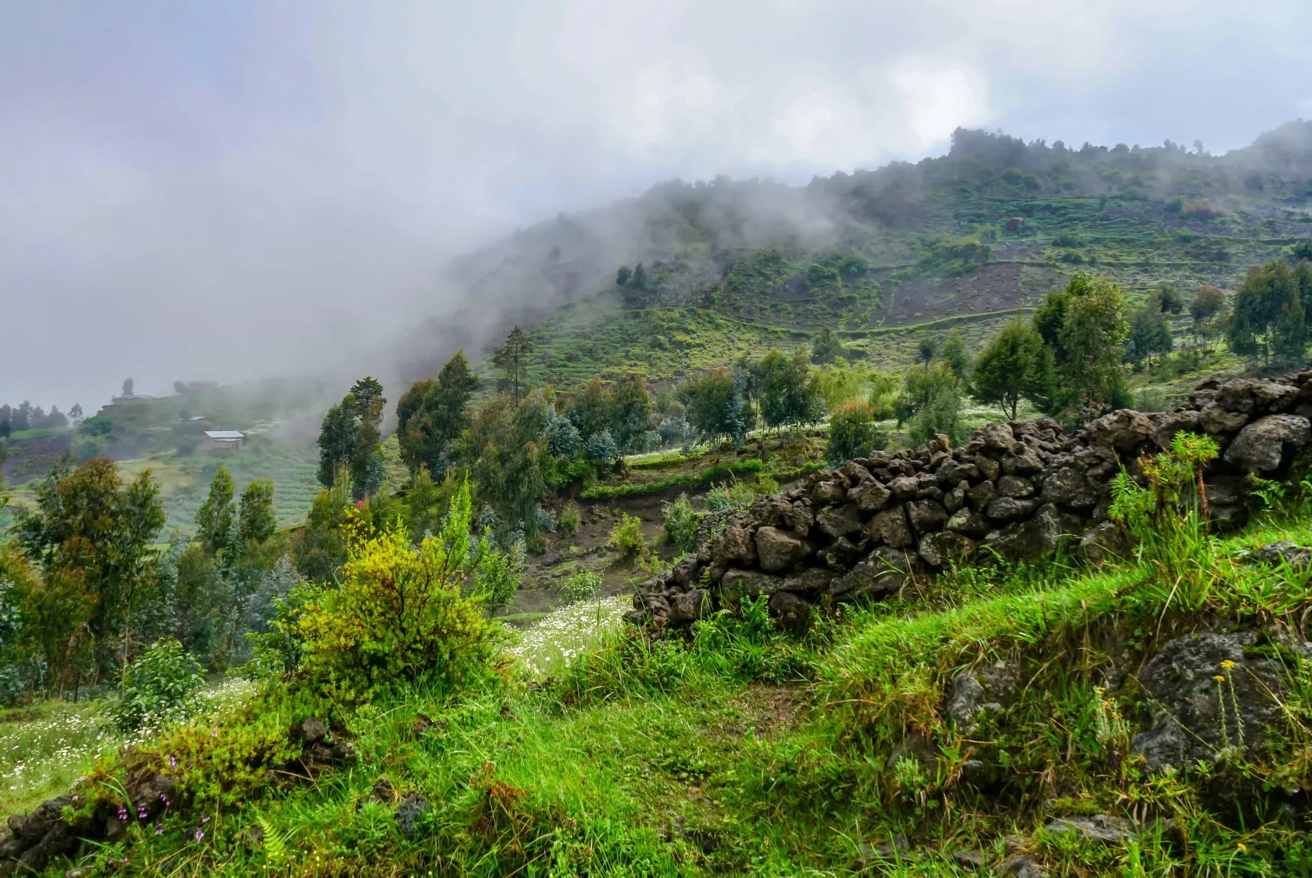 Farmland running up to the park boundary at Kinigi, Rwanda