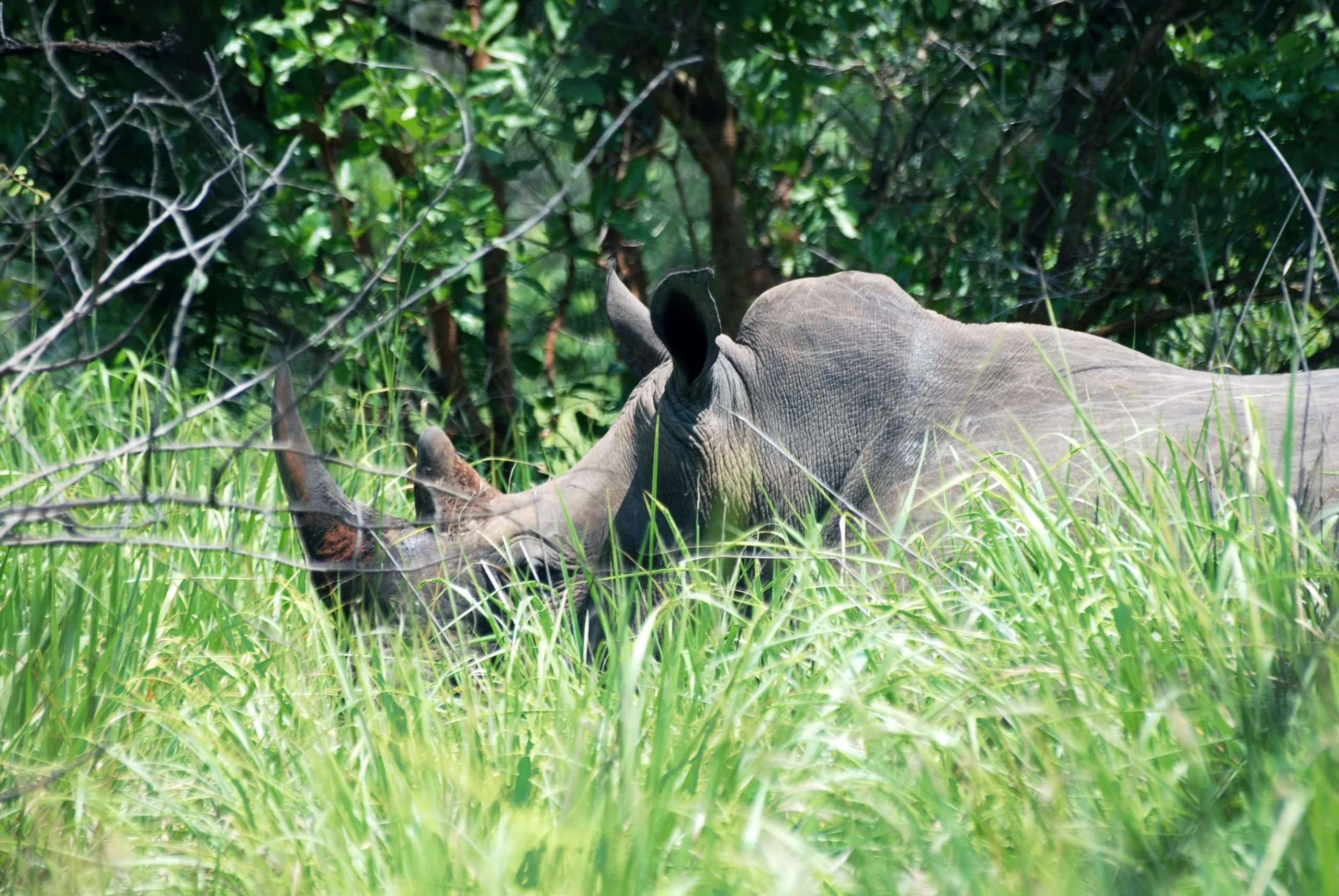 A white rhino in the Ziwa Rhino Sanctuary, Uganda